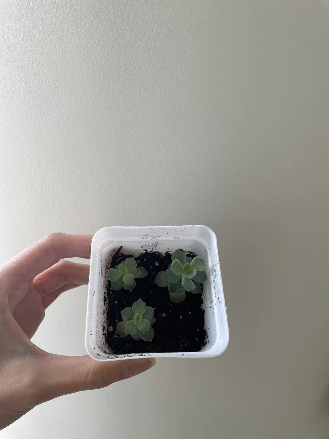 Small succulents