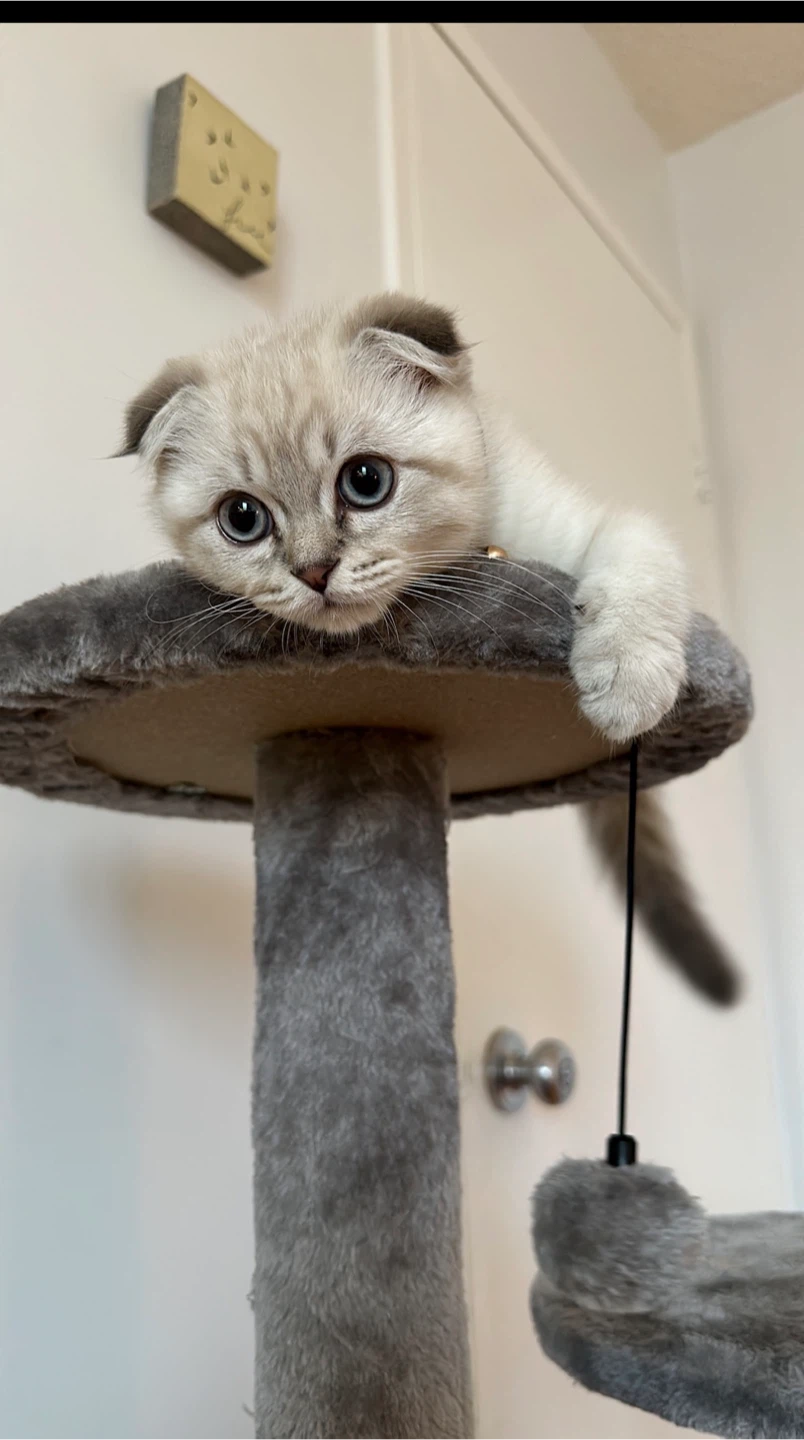 Multi-level Cat Tree with Scratching Post
