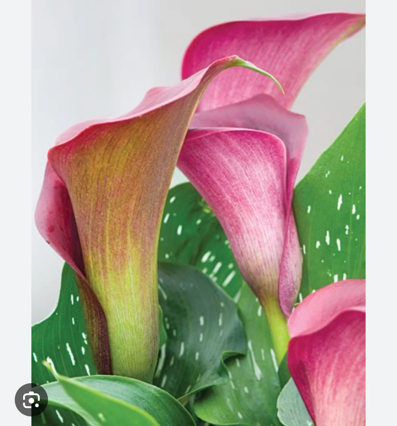 Calla Lily Plant