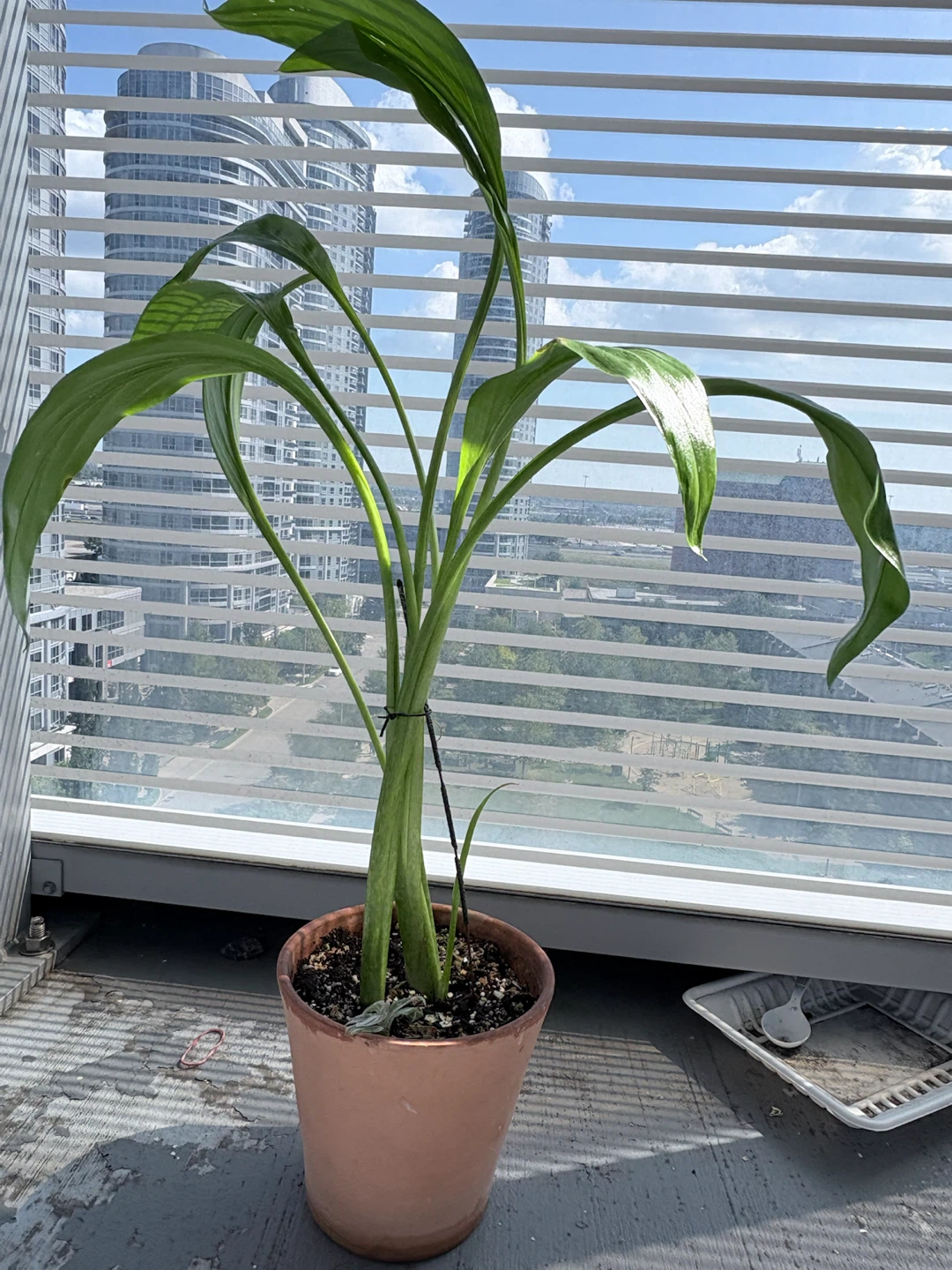 Calla Lily Plant - photo 2