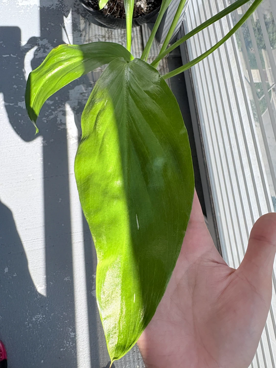 Calla Lily Plant - photo 3