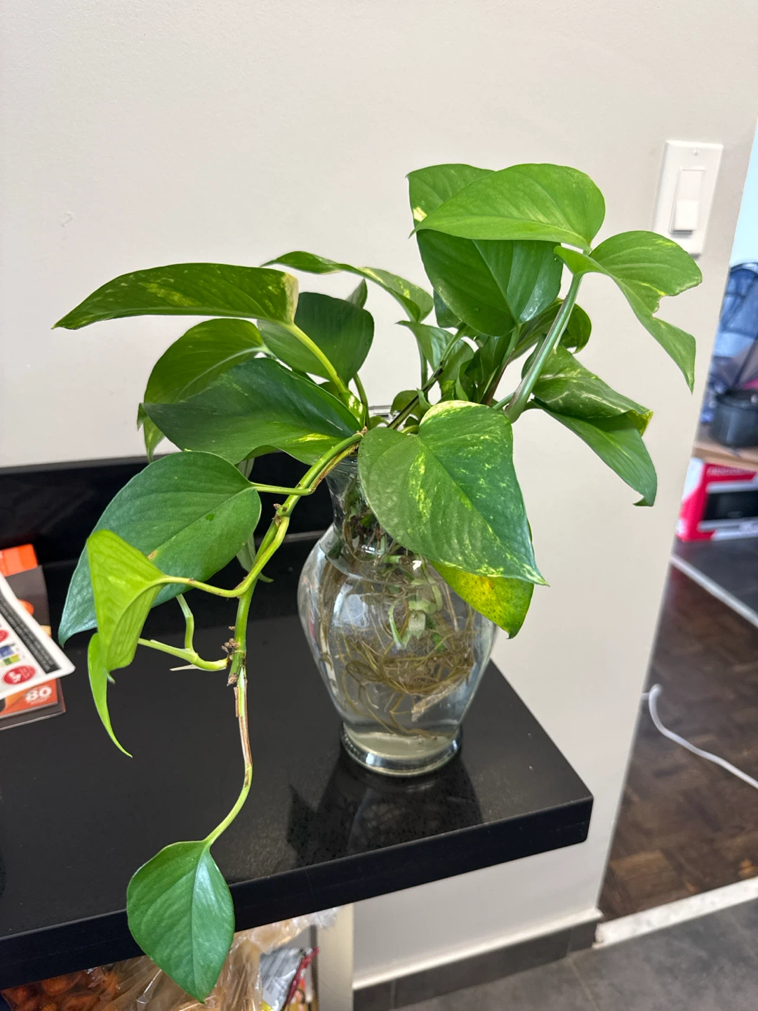 Pothos Plant Cutting in Glass Vase