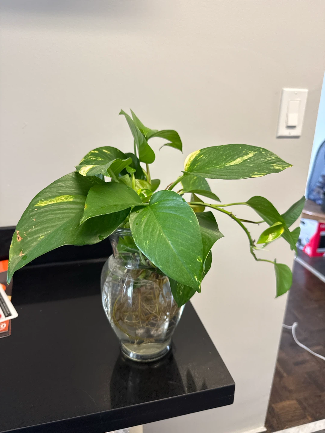 Pothos Plant Cutting in Glass Vase - photo 2