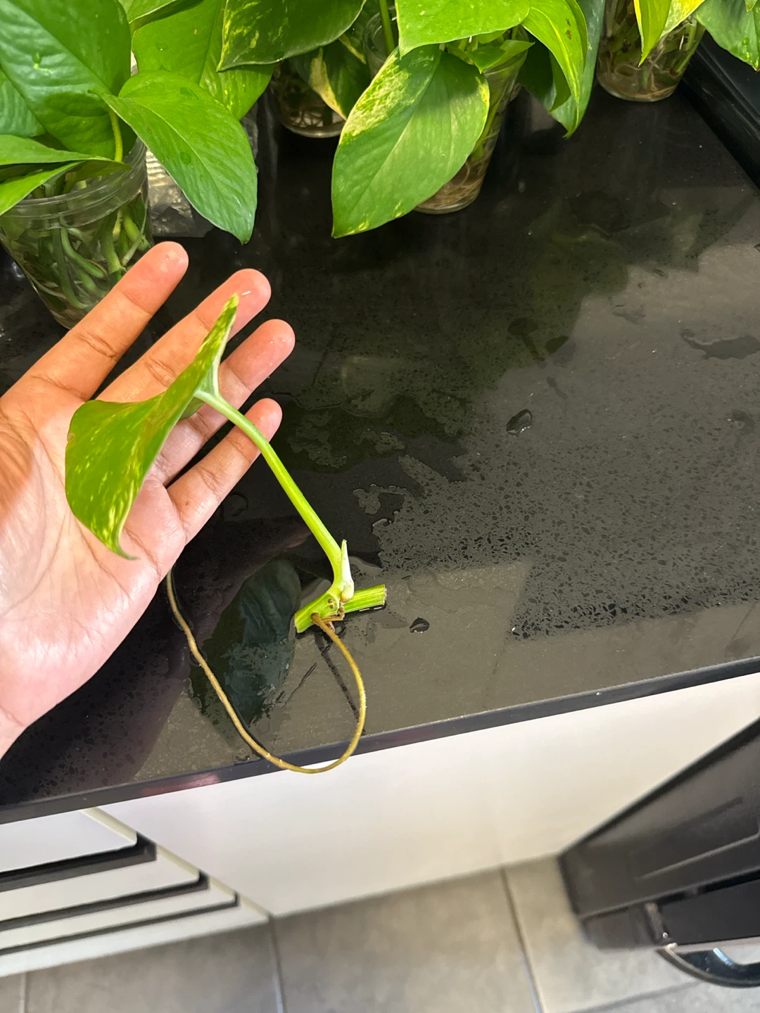 Pothos Cutting with Roots
