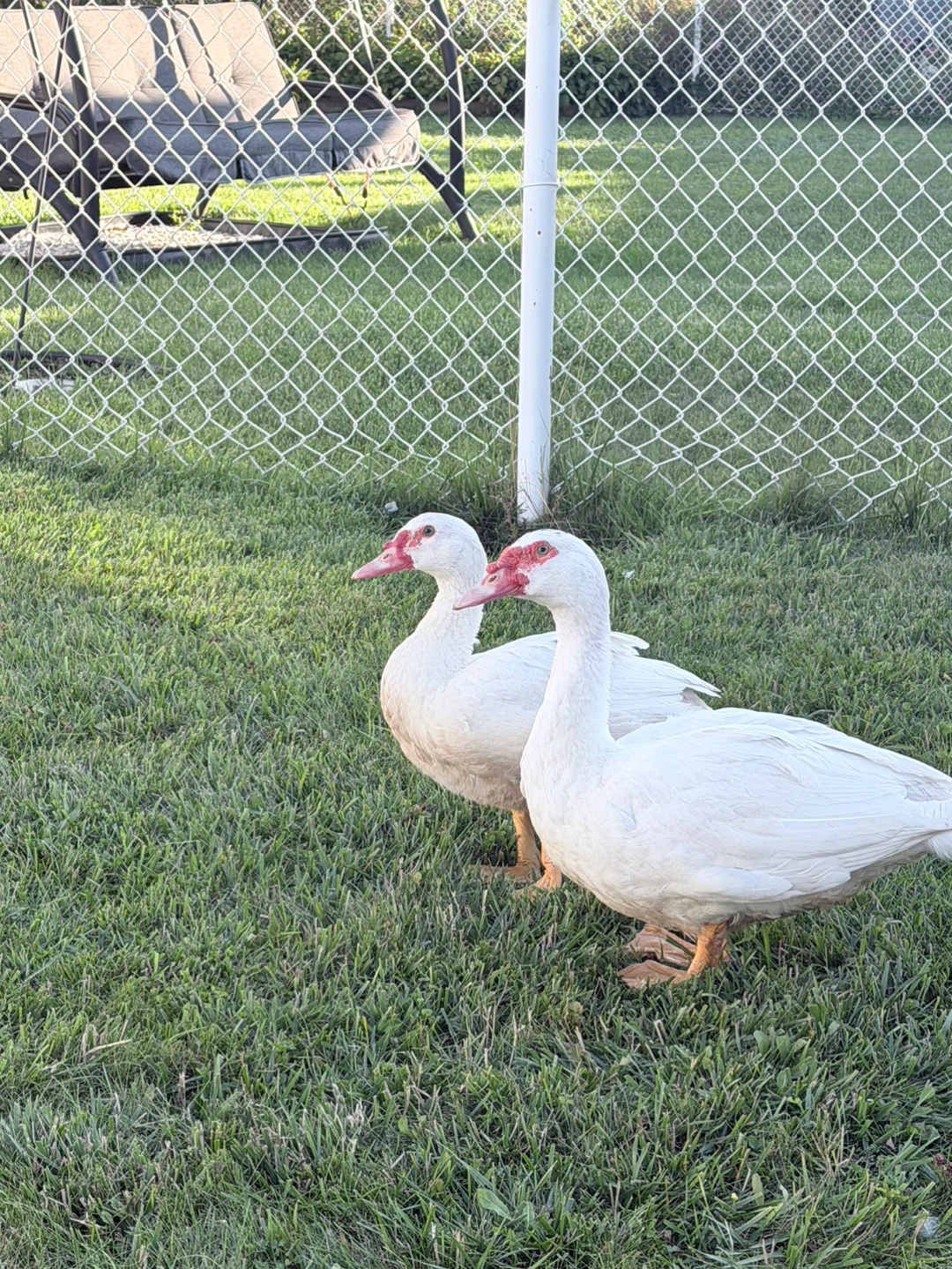 Two white Muscovy ducks