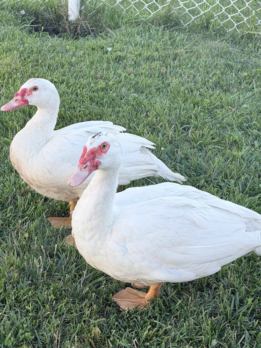 Two white Muscovy ducks - photo 2