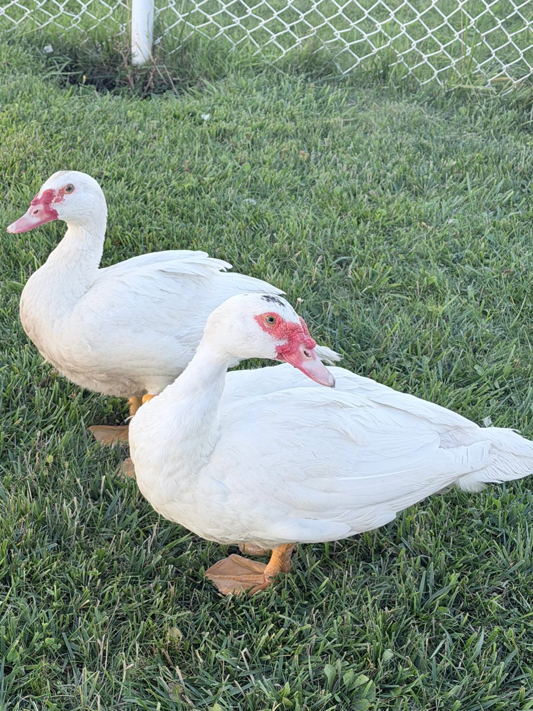 Two white Muscovy ducks - photo 3