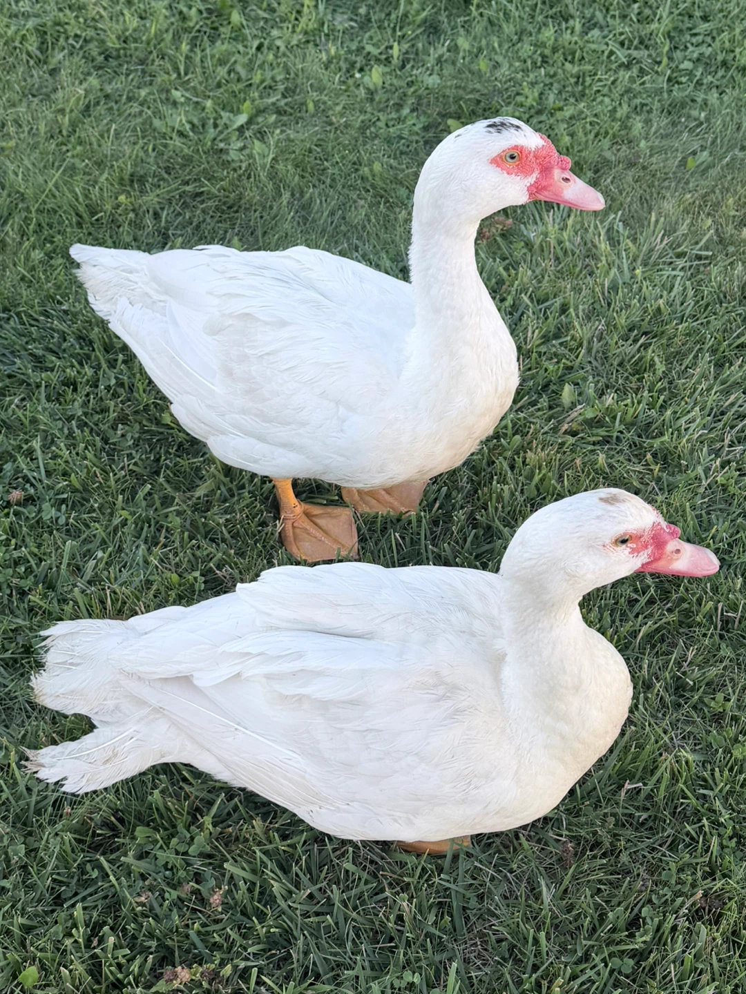 Two white Muscovy ducks - photo 4