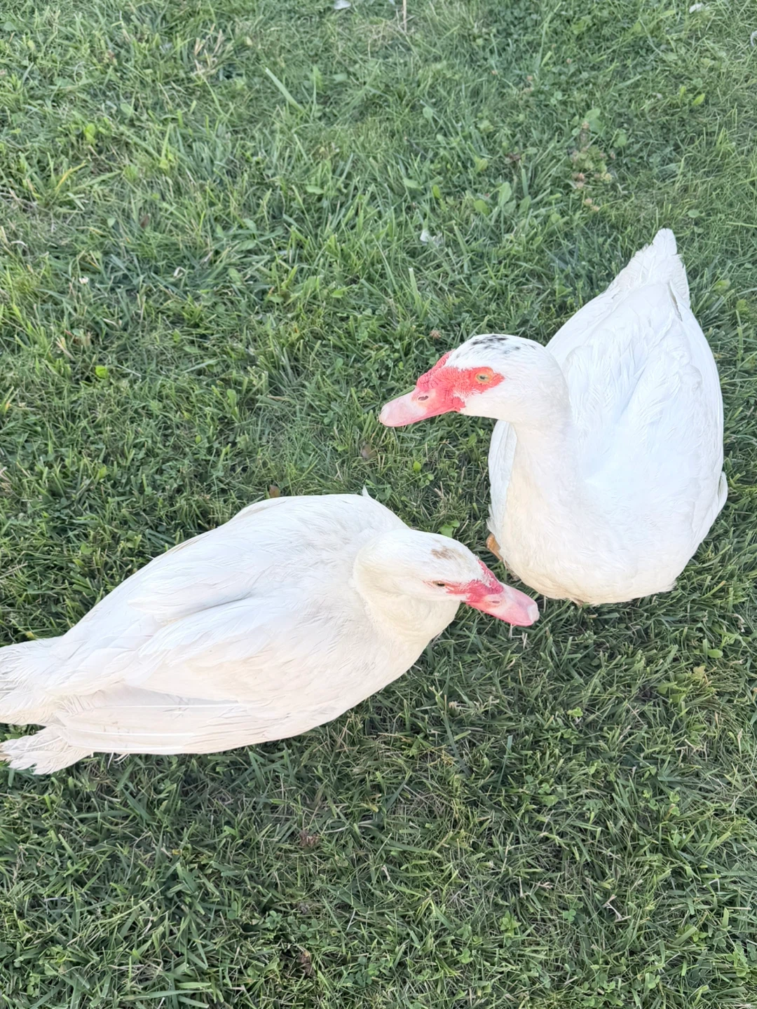 Two white Muscovy ducks - photo 5