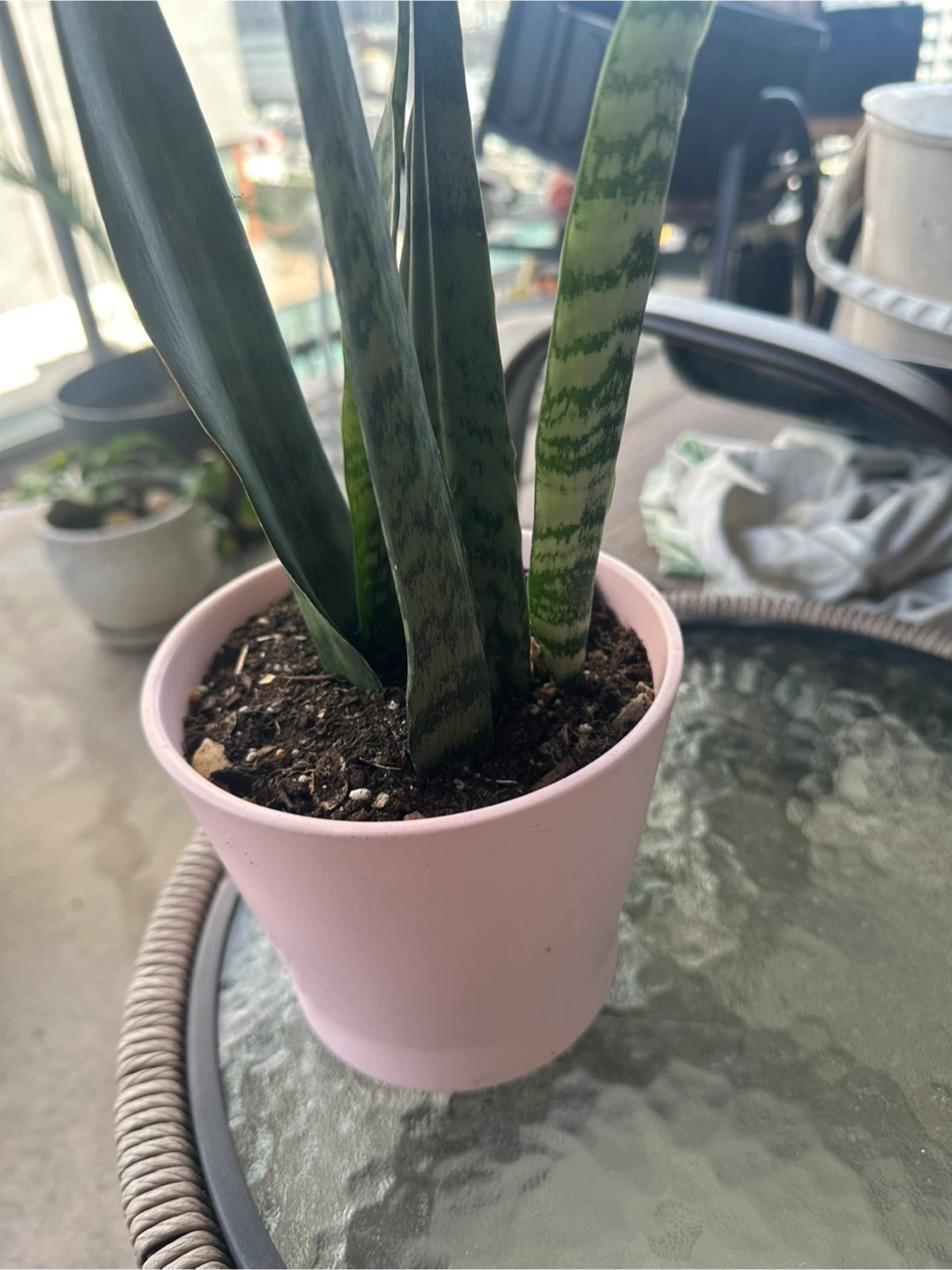 Snake Plant in Pink Pot