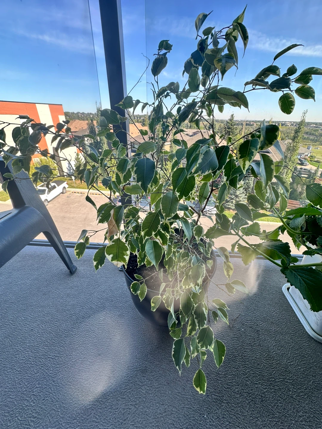 Variegated Ficus Plant with pot - photo 3