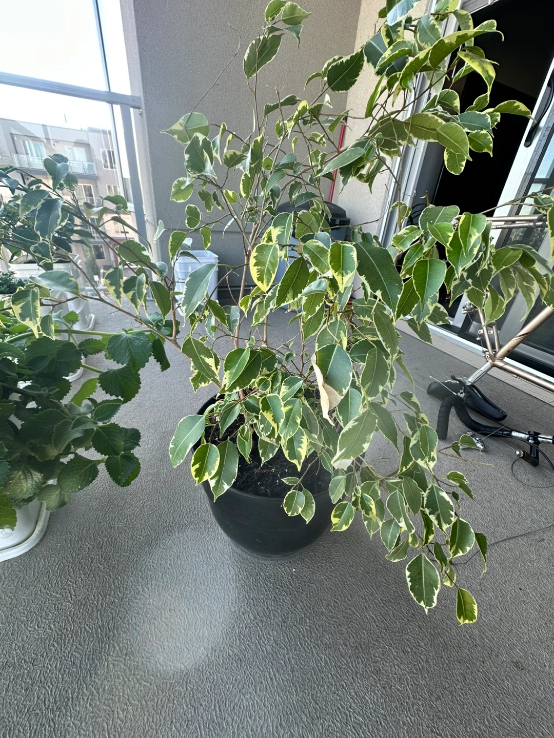 Variegated Ficus Plant with pot - photo 2