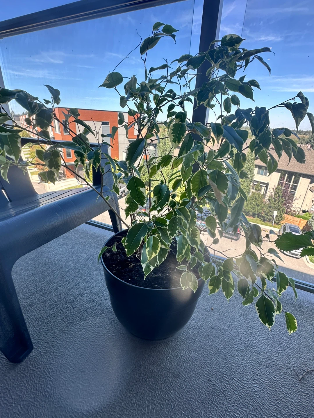 Variegated Ficus Plant with pot - photo 5