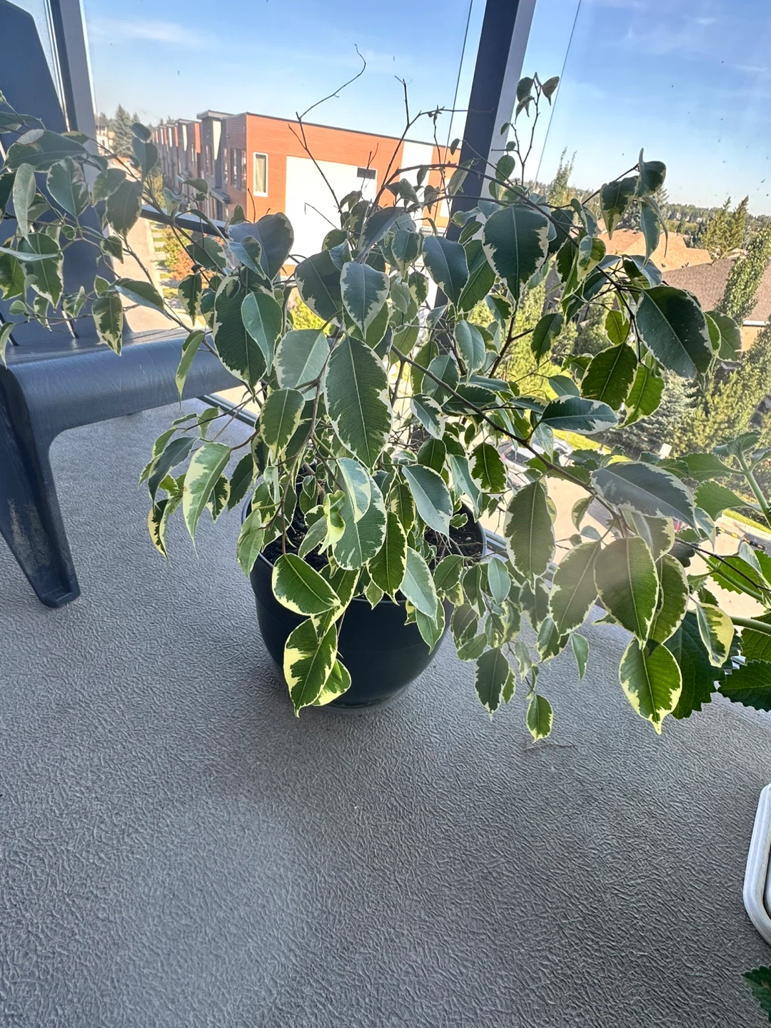 Variegated Ficus Plant with pot