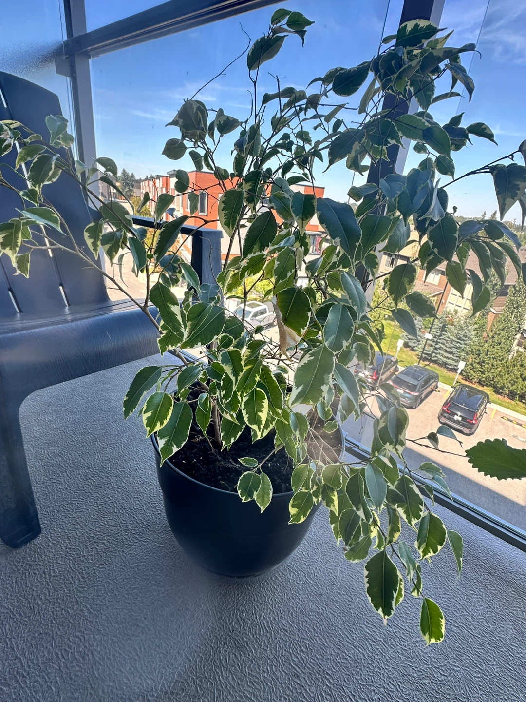 Variegated Ficus Plant with pot - photo 4