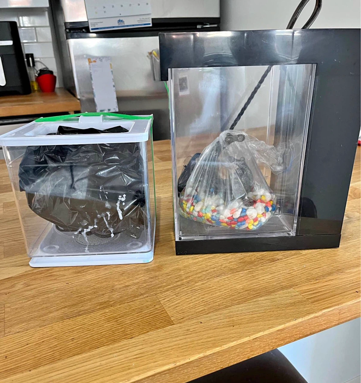 Betta fish bundle