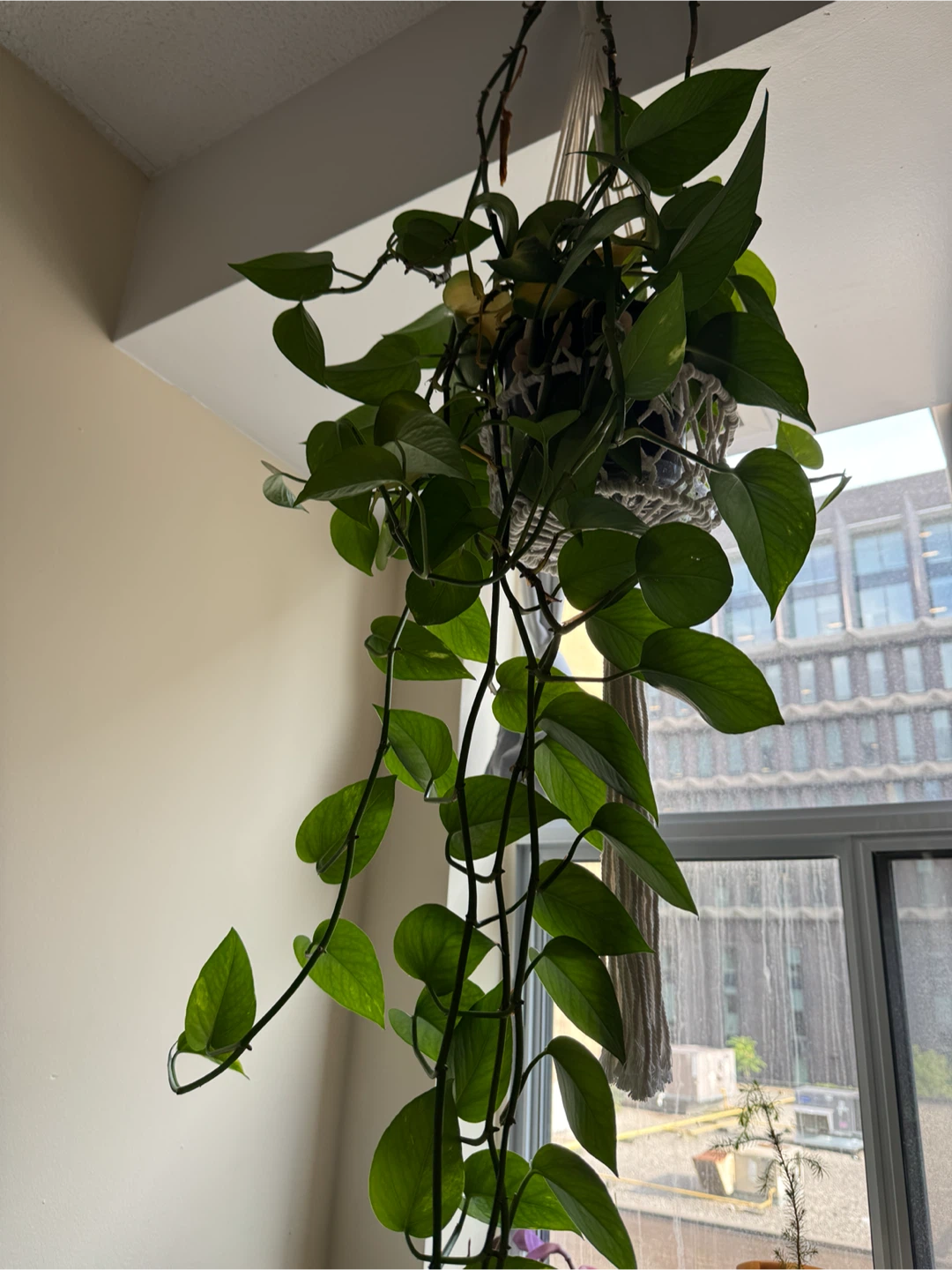 Pothos Plant (or cuttings!)