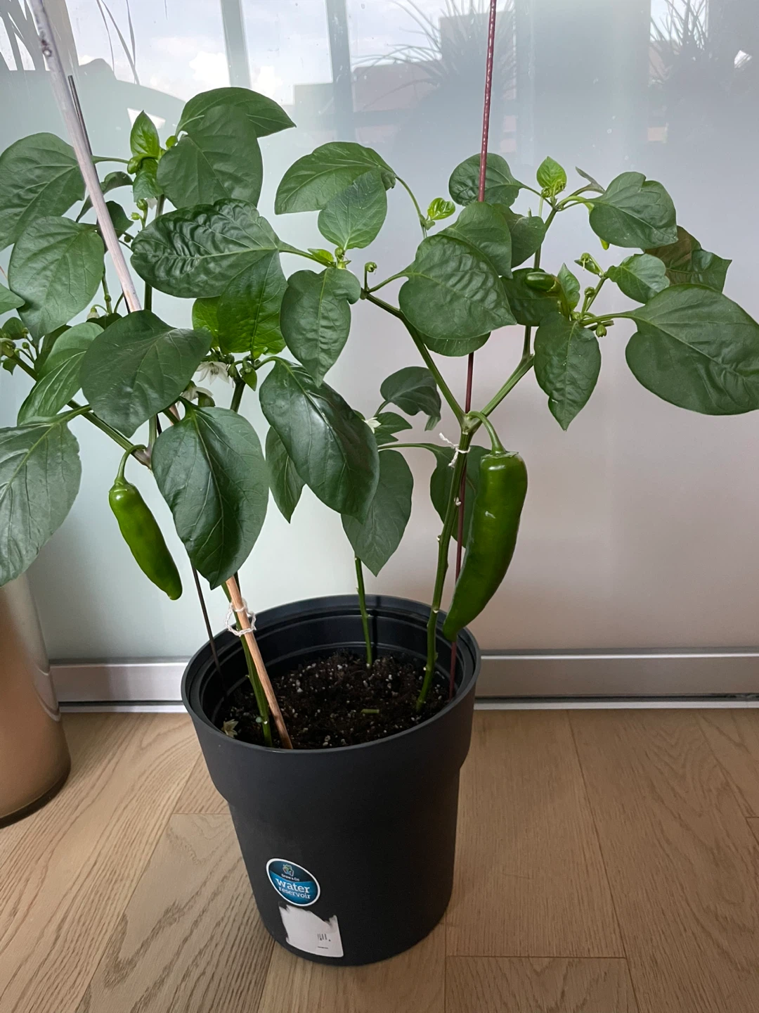 Green Pepper Plant with Mature Peppers