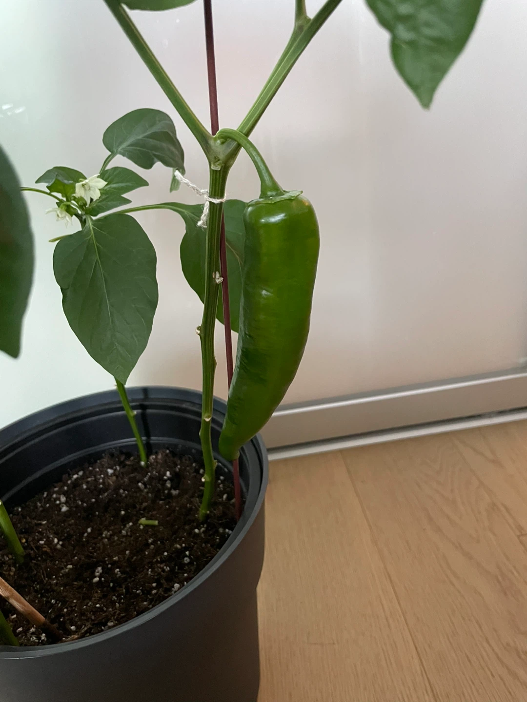 Green Pepper Plant with Mature Peppers - photo 2
