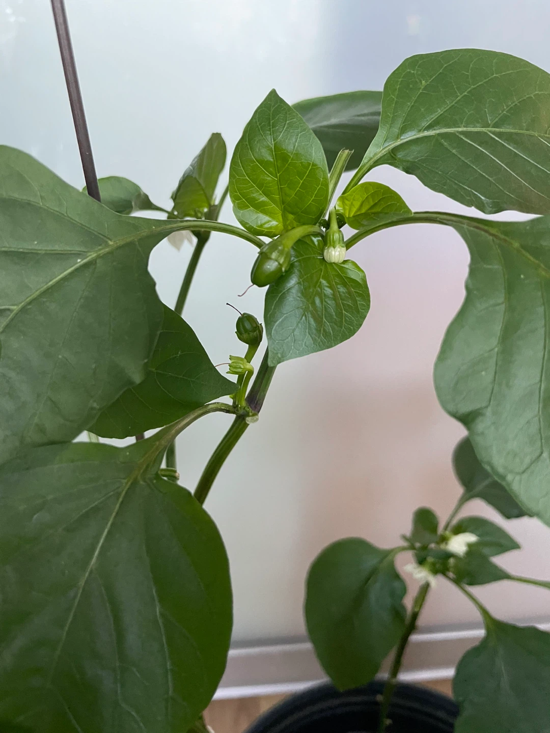 Green Pepper Plant with Mature Peppers - photo 3