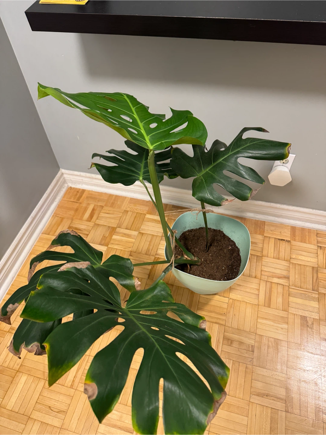 Monstera Plant in Pot