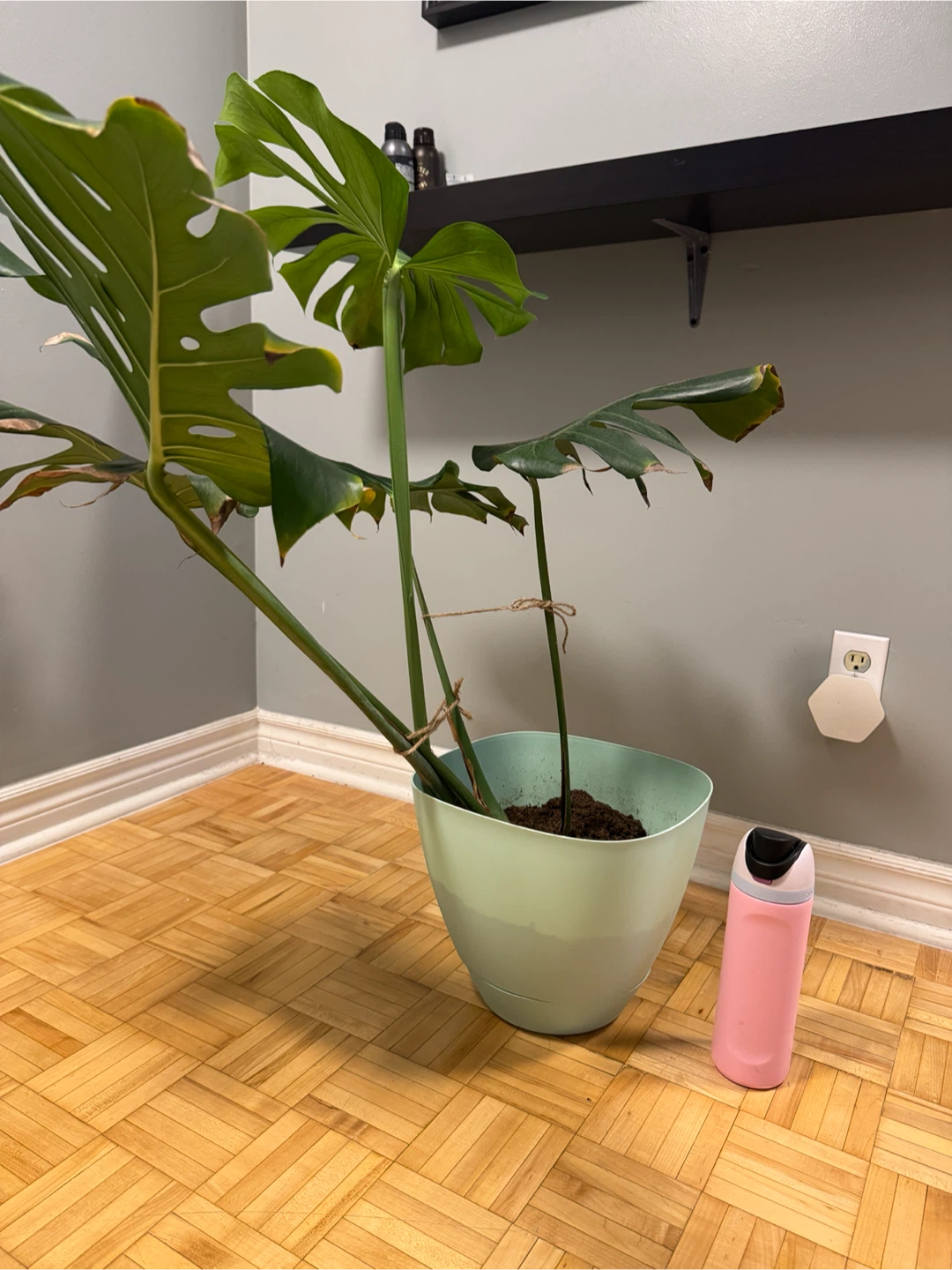Monstera Plant in Pot - photo 2