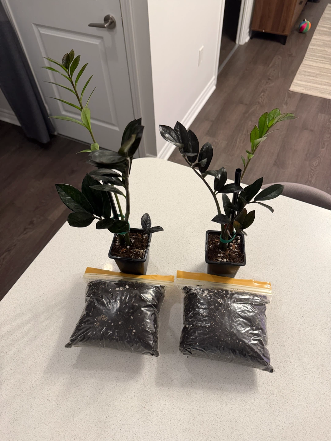 2 ZZ Plant Starters with Soil