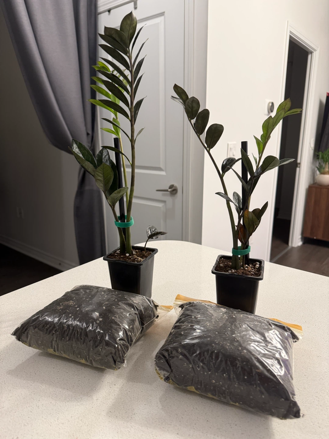 2 ZZ Plant Starters with Soil - photo 2