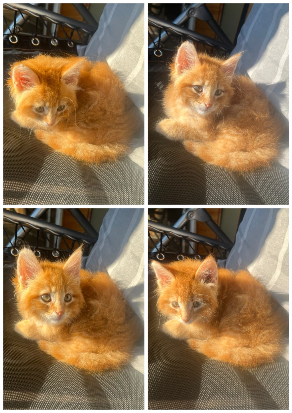 FLUFFY SIBERIAN KITTENS