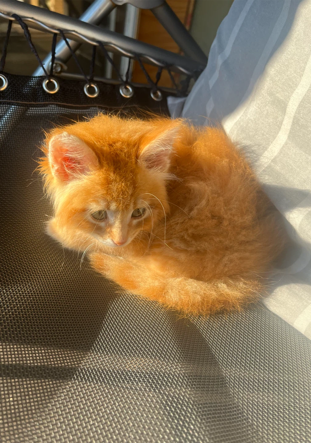 FLUFFY SIBERIAN KITTENS - photo 2