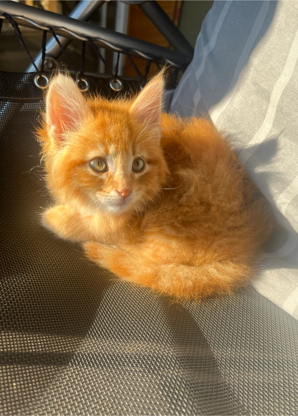 FLUFFY SIBERIAN KITTENS - photo 3
