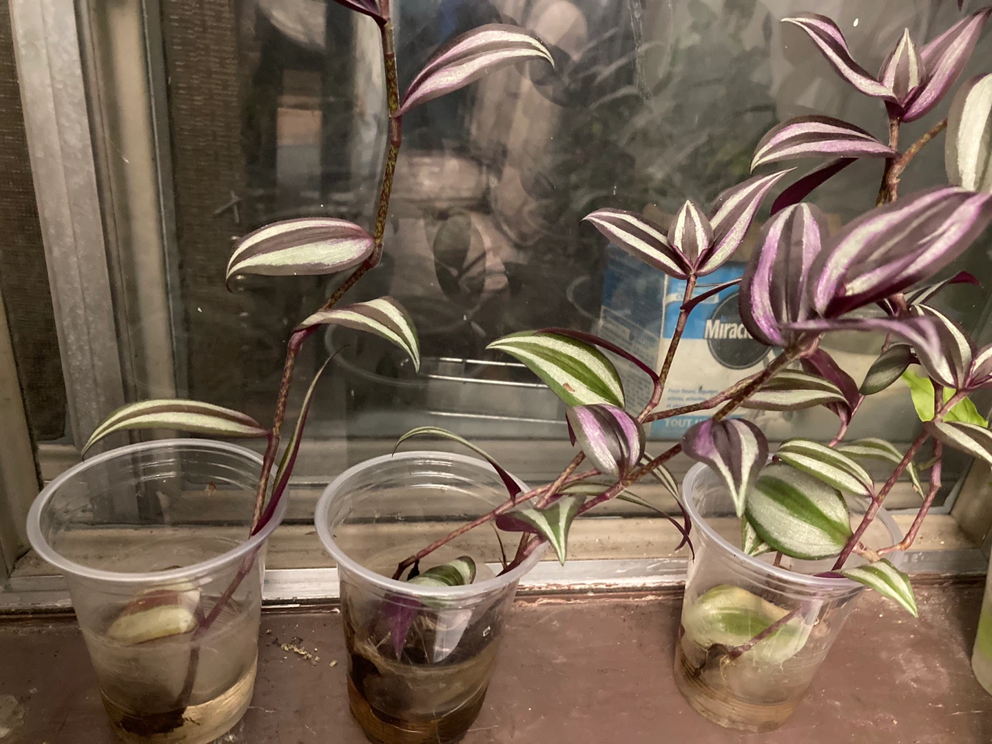 Tradescantia Zebrina Plant Cuttings