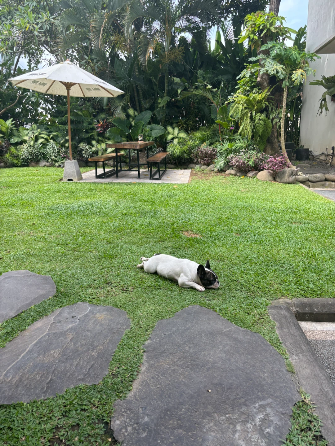 🐶 Dogwalker / dogsitter service 🐶 - photo 3