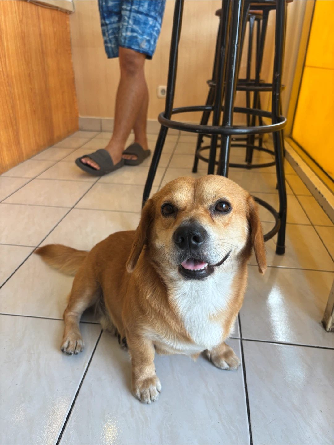 🐶 Dogwalker / dogsitter service 🐶 - photo 4