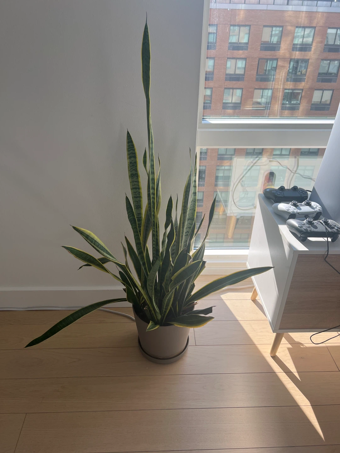 Snake Plant
