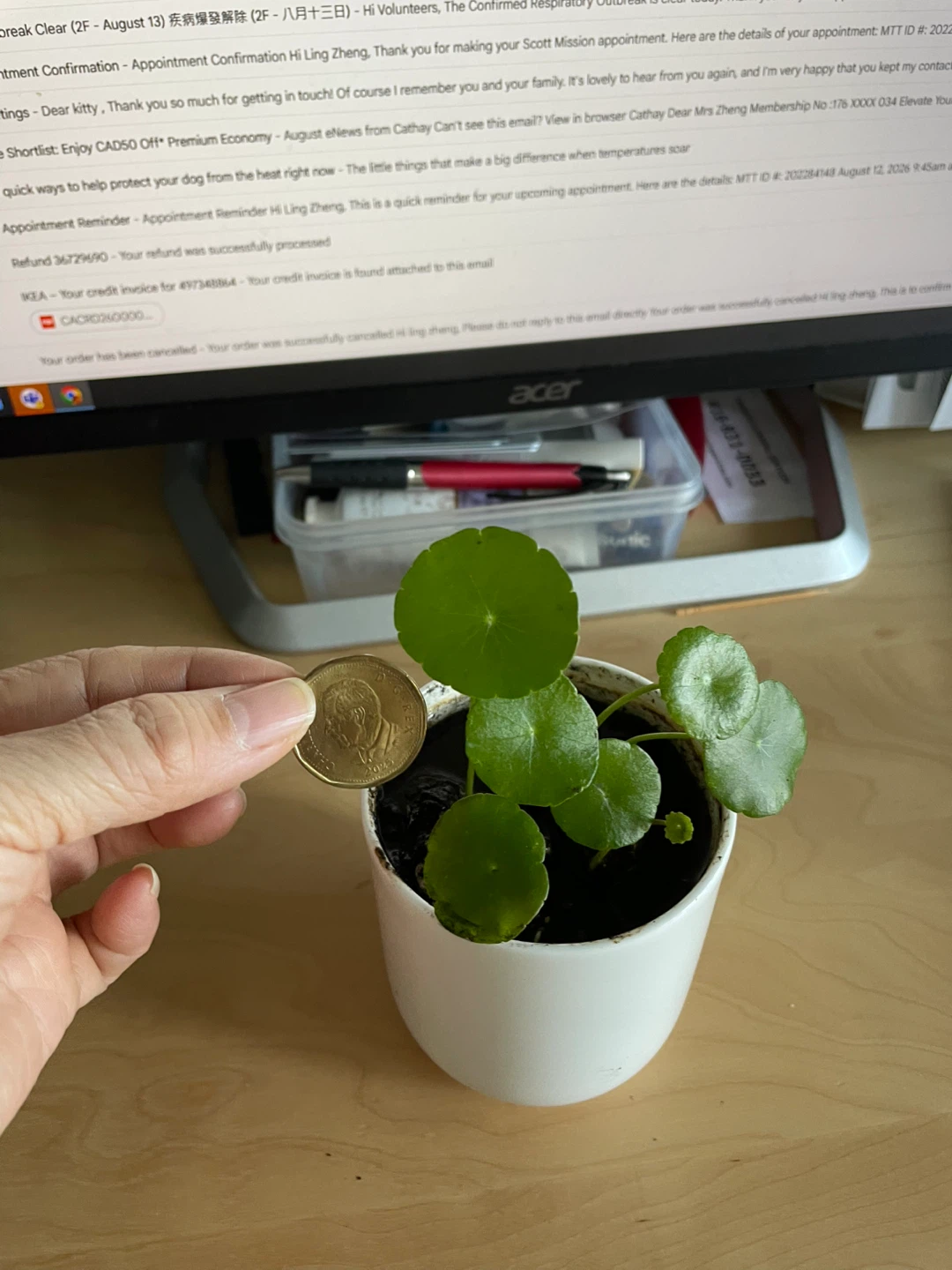 Chinese money Plant