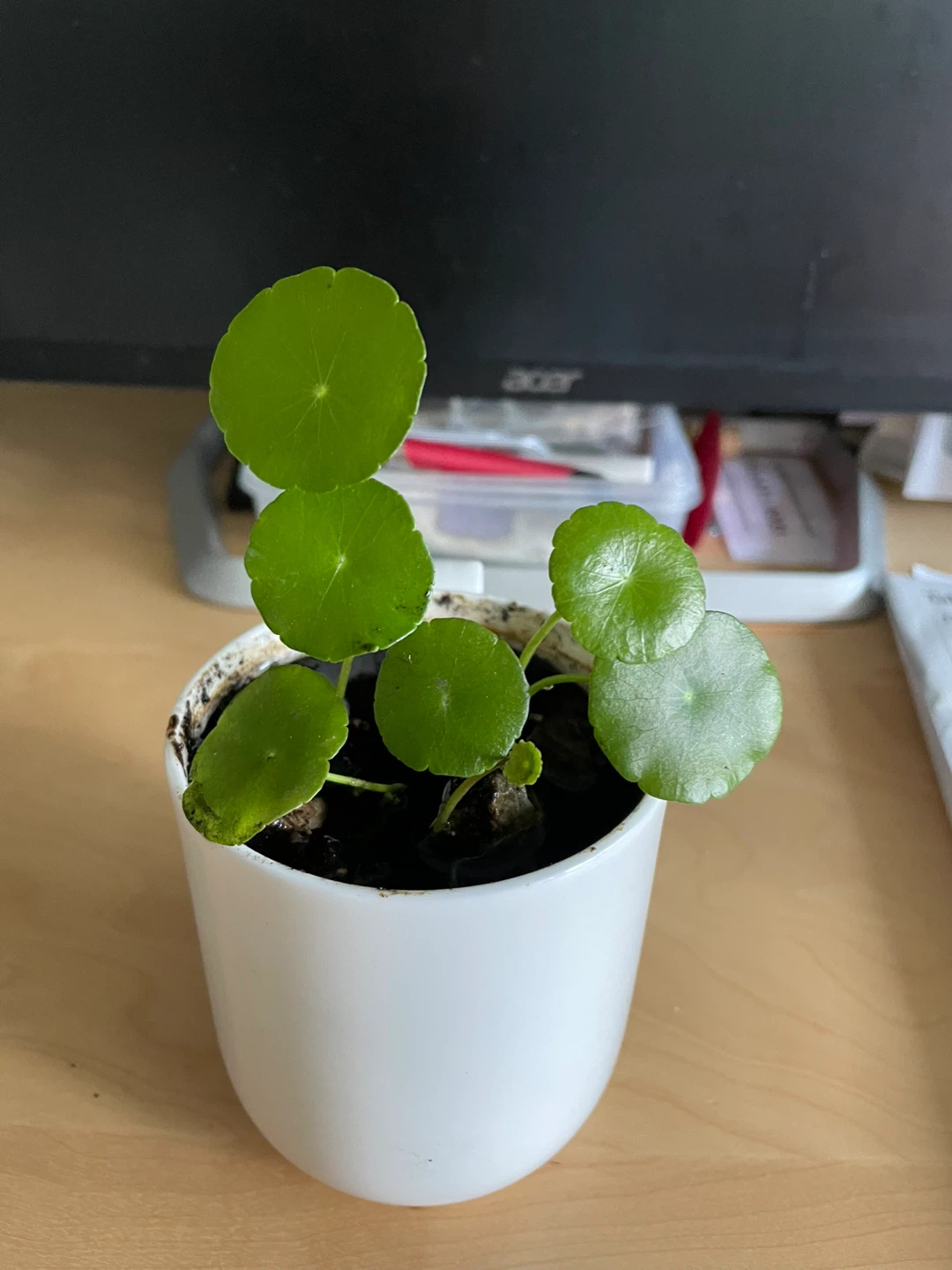 Chinese money Plant - photo 2