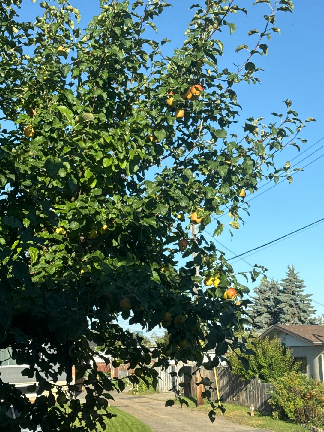 Come pick some Apples 🍏 🍎 - photo 3