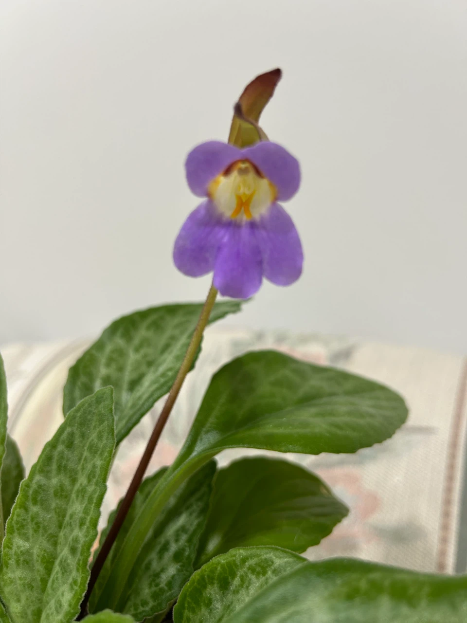 Primulina