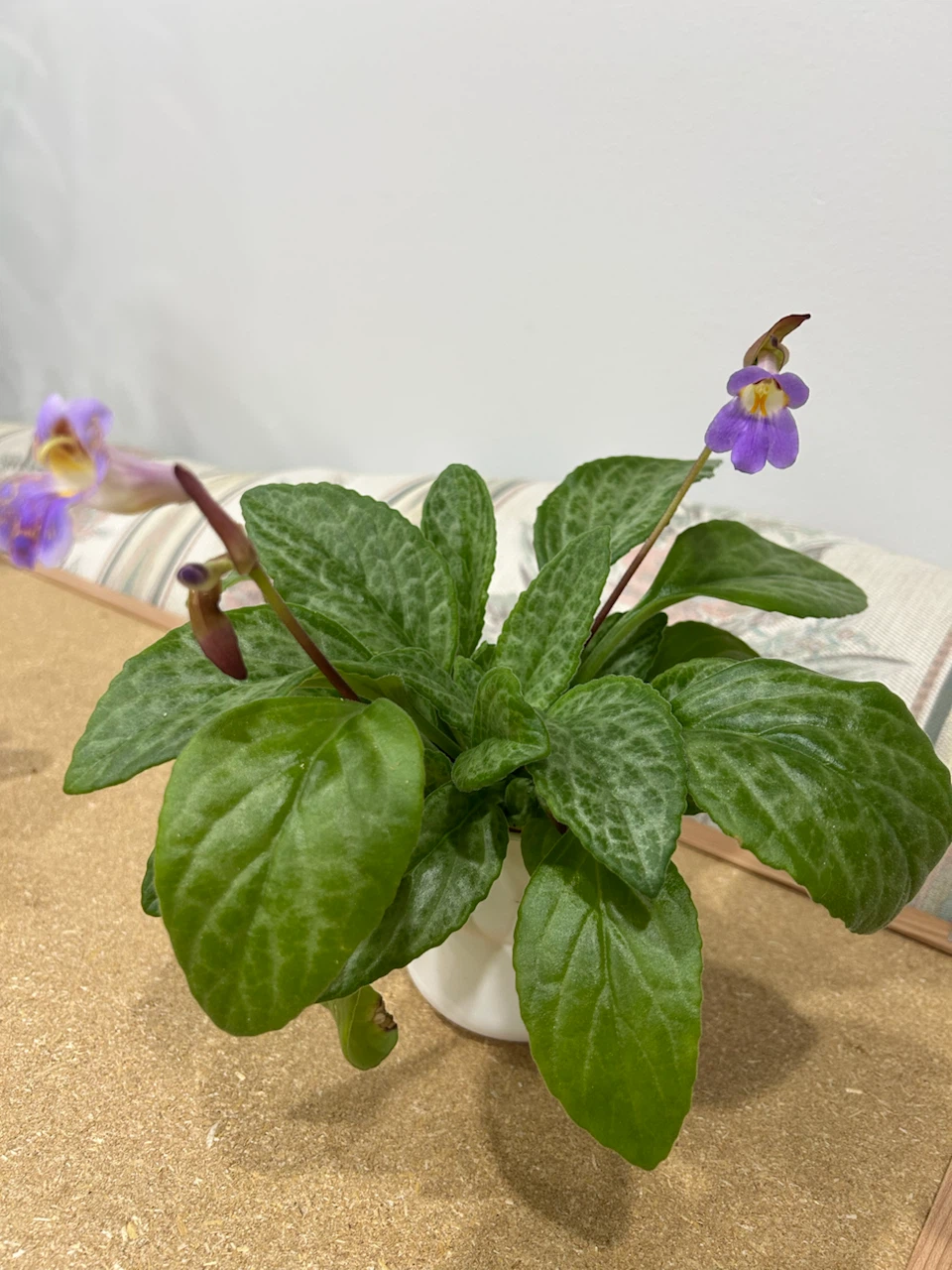 Primulina - photo 2