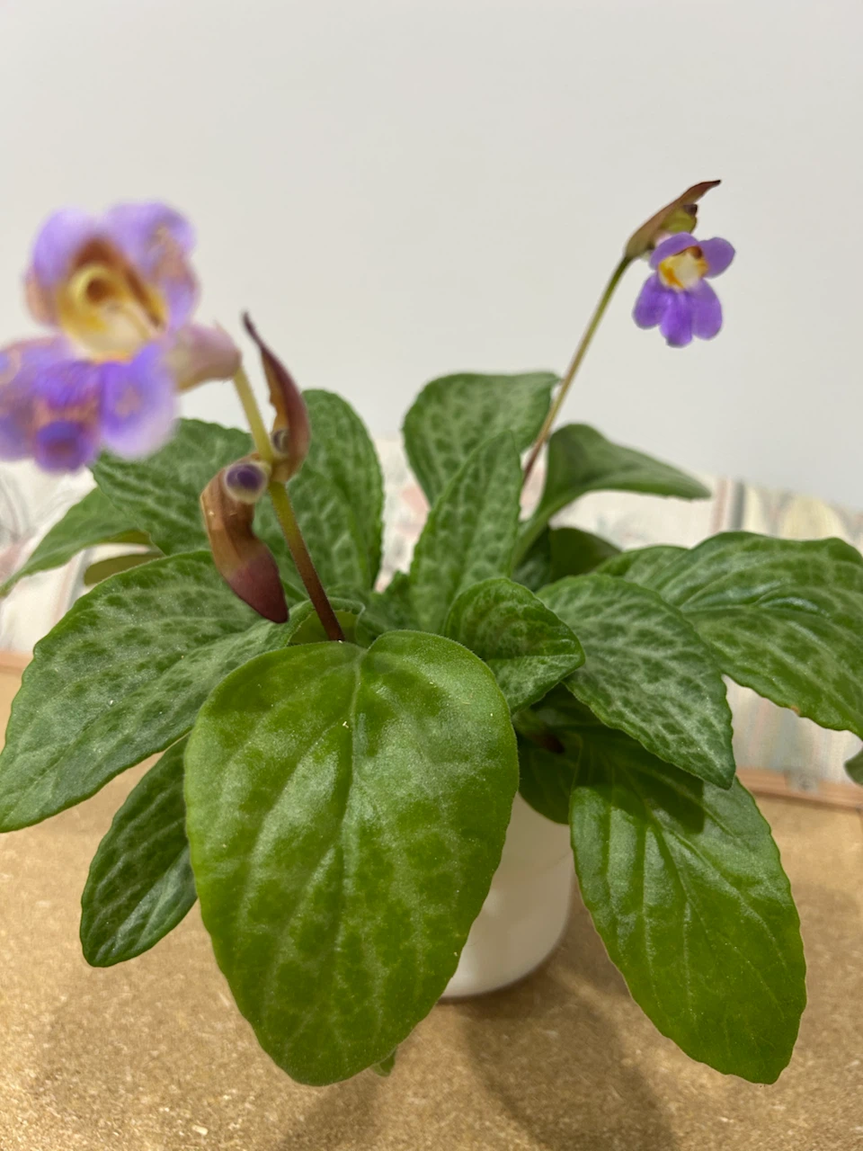 Primulina - photo 3