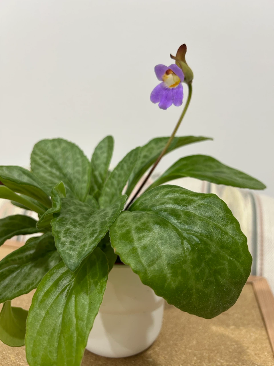 Primulina - photo 4