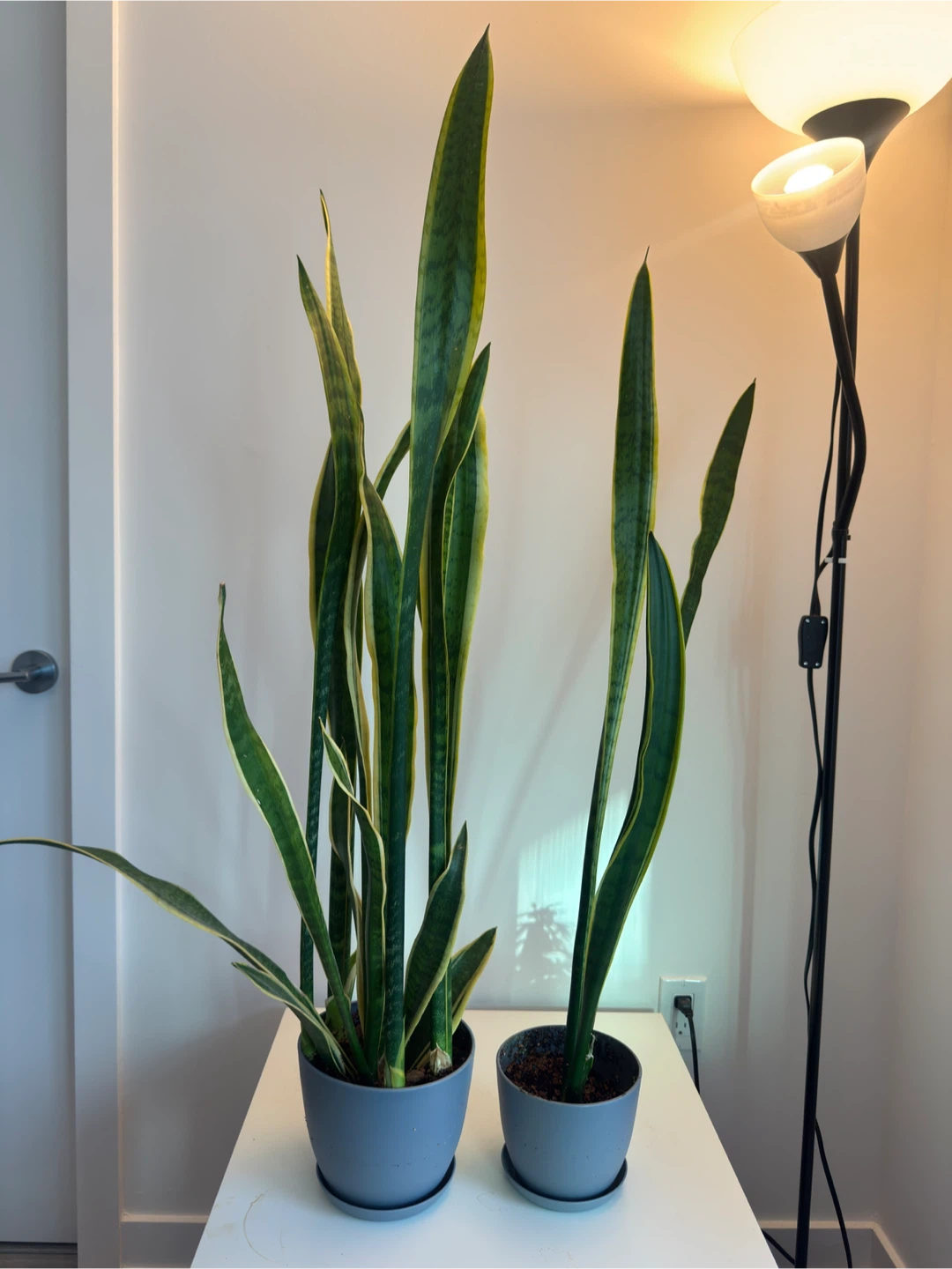 Two Snake Plants for Sale