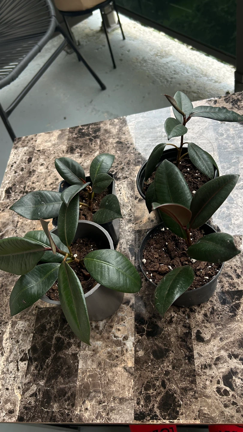 Potted Rubber Plant