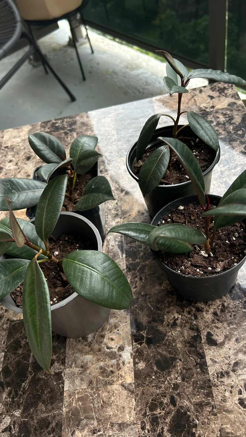 Potted Rubber Plant - photo 2