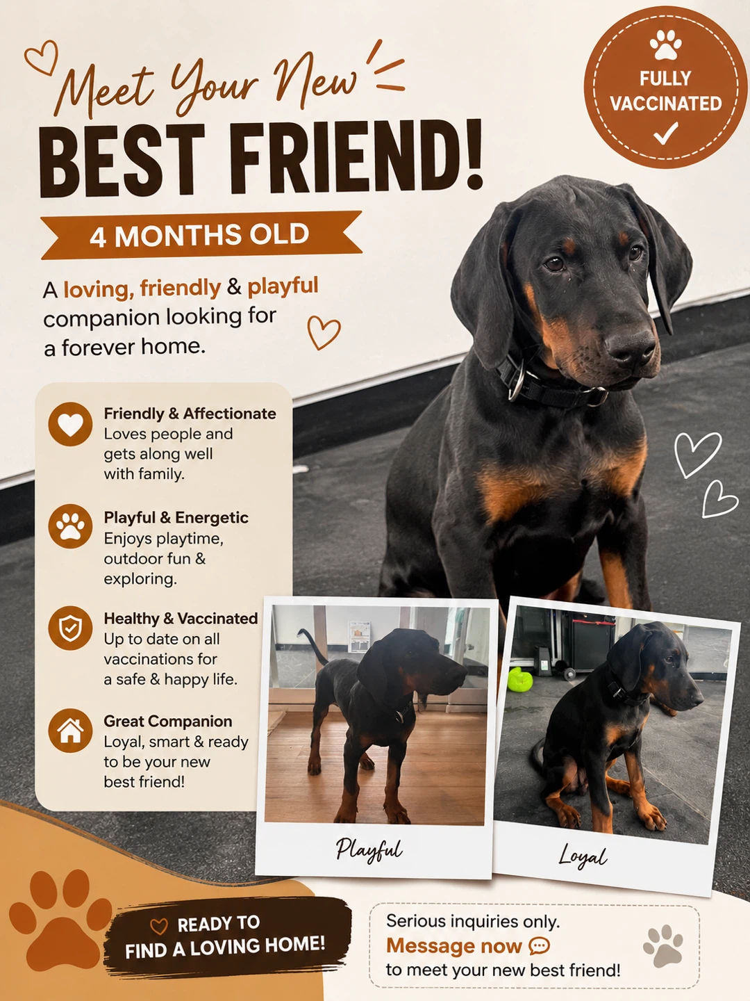 4-Month-Old Doberman Puppy