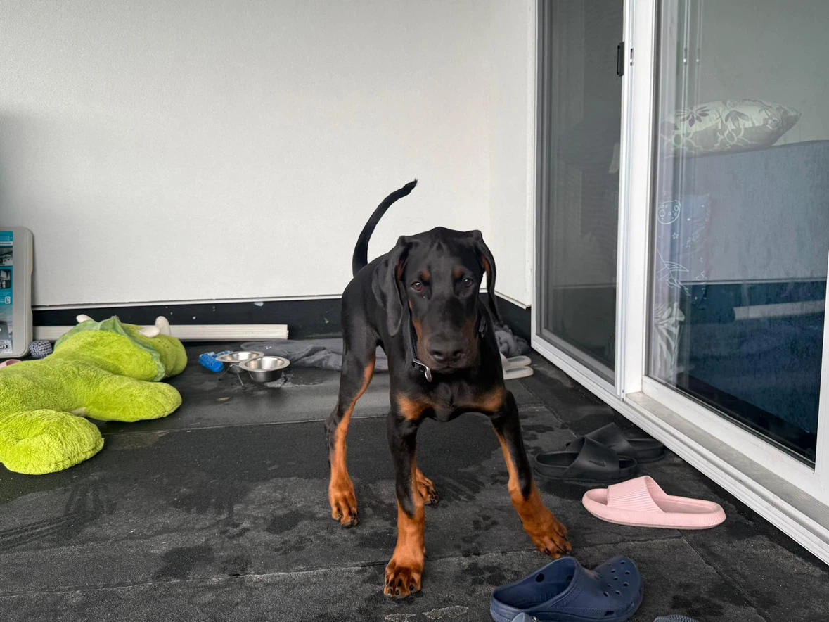 4-Month-Old Doberman Puppy - photo 2