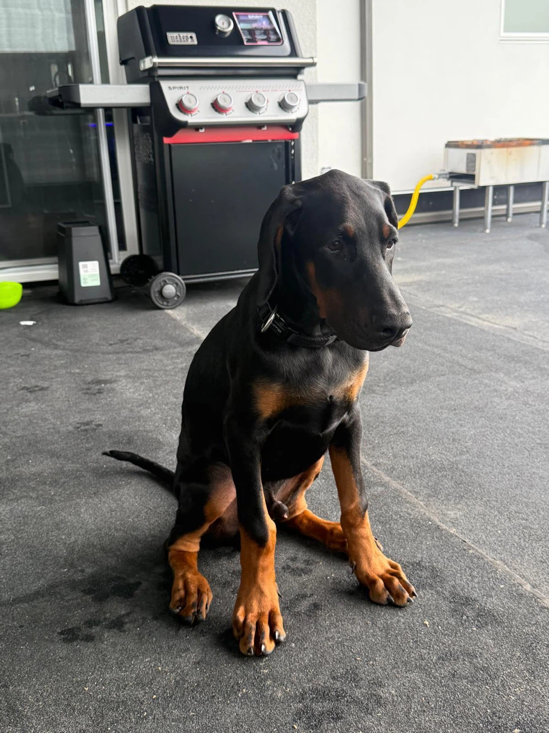4-Month-Old Doberman Puppy - photo 3