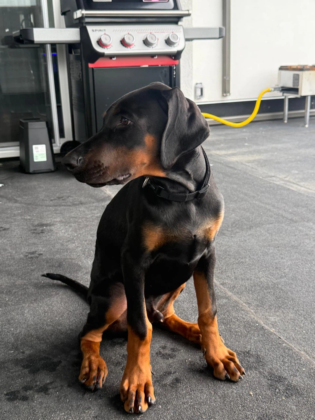 4-Month-Old Doberman Puppy - photo 4