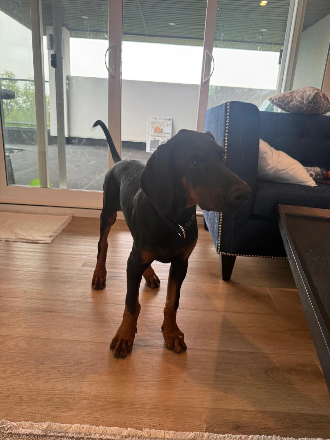 4-Month-Old Doberman Puppy - photo 5